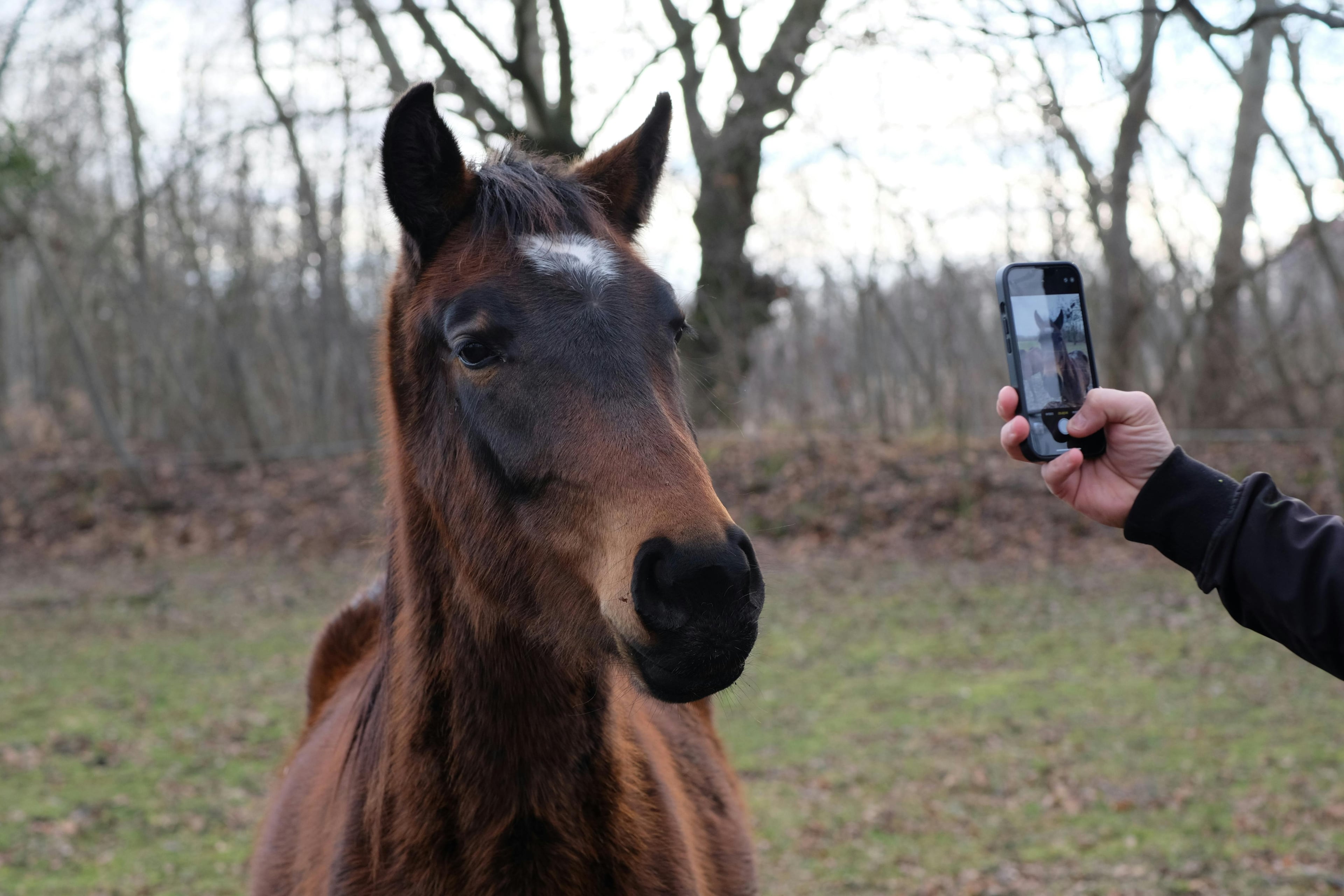 Equinoble - Industry leading equine classifieds platform in a mobile app. Connecting buyers and sellers has never been so easy.